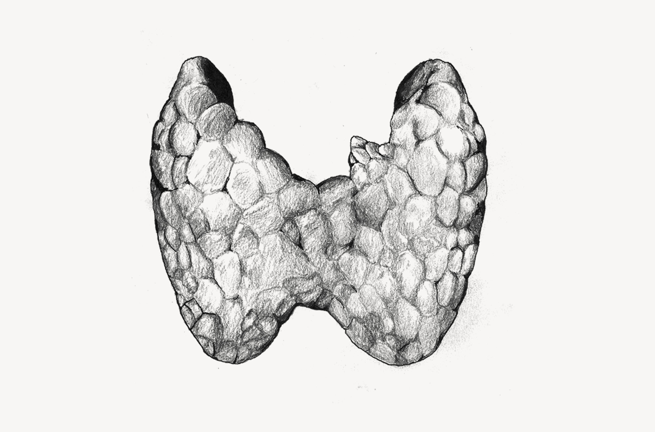 A pencil drawing of human lungs.