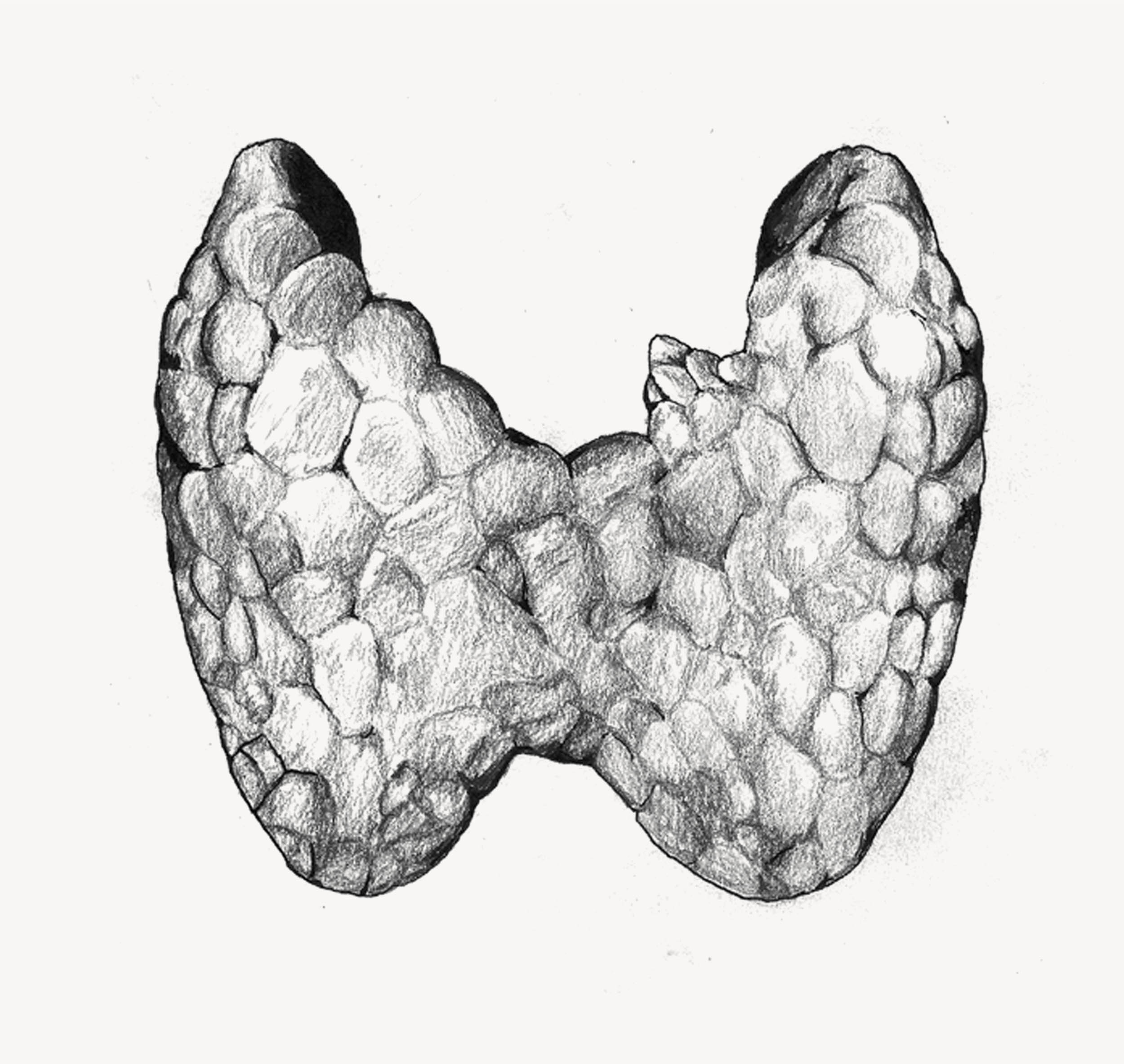 A pencil drawing of human lungs.