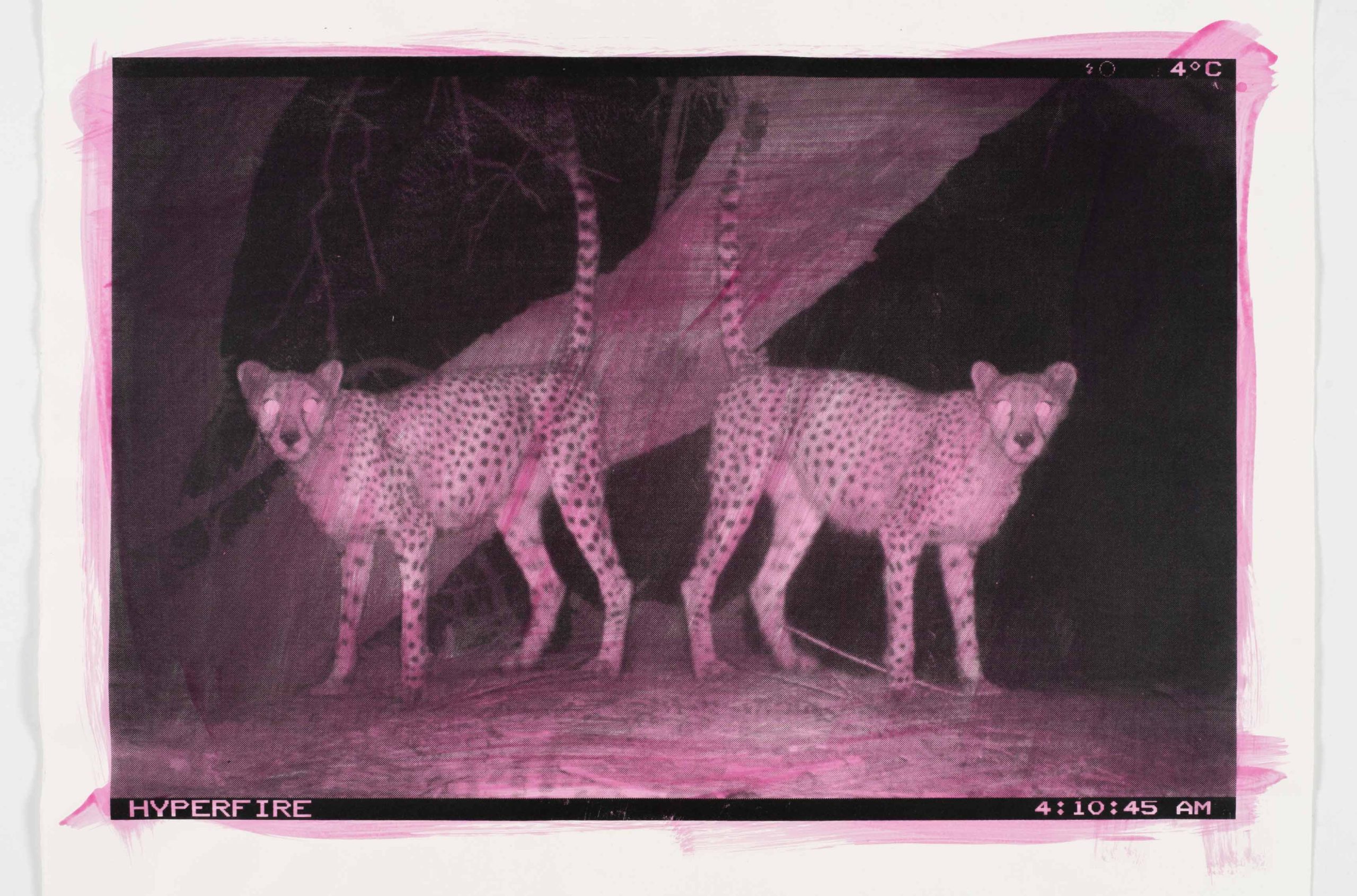 Eve-Biddle-Artworks-Big-Cats-Saharan-Cheetah-Algeria-HYPERFIRE-2017-2