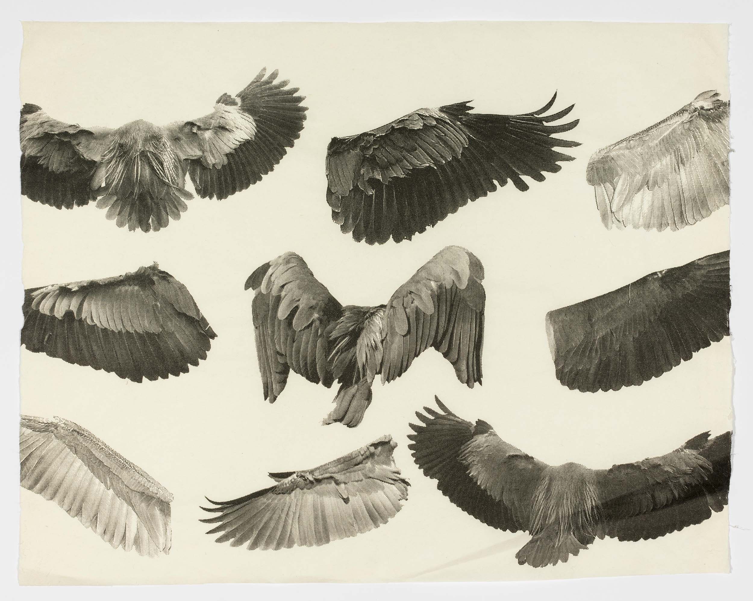Silkscreen depicting the wings and wingspans of herons in multiple.
