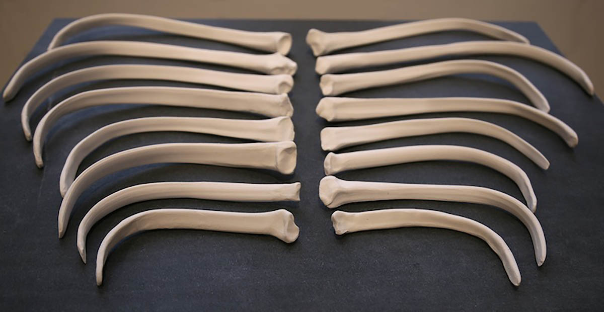 Photograph of molds of several human bones on a surface, arrayed wing-like from a central point representing a spine.